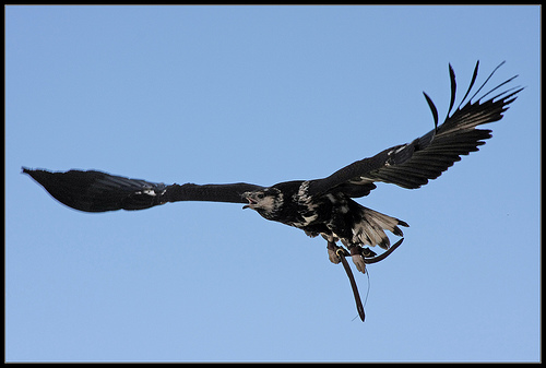 Un total de 140 aves amenazadas fueron seguidas con radio emisores por todo el mundo en 2010 por Medio Ambiente