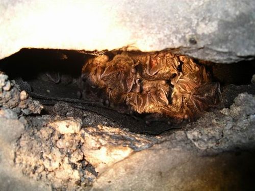 La Diputación de Soria adjudica el sistema de monotorización de audio y video para murciélagos en El Moncayo