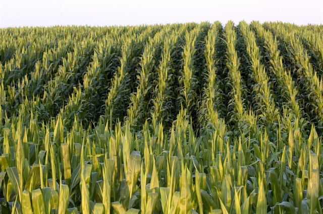 Las hojas en descomposición