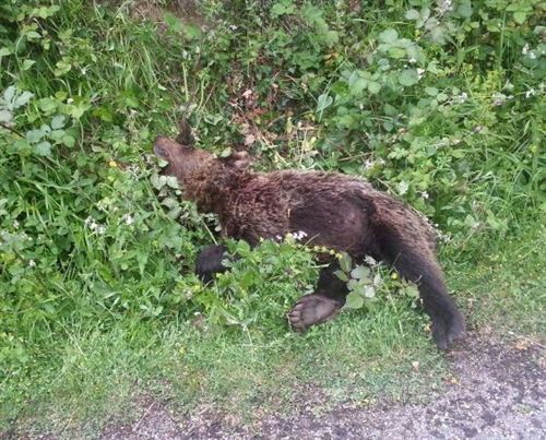 El oso de Quirós (Asturias) pudo haber muerto por caza furtiva