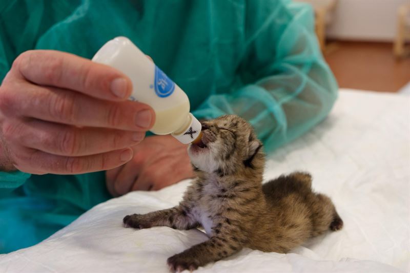 Comienzan los partos de Lince en el centro de cría El Acebuche