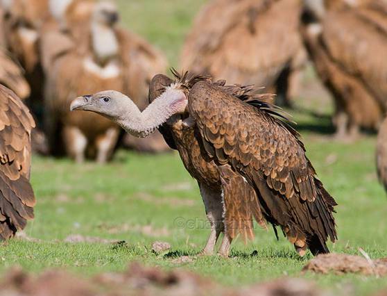 El fármaco veterinario diclofenaco que casi extermina a los buitres en Asia
