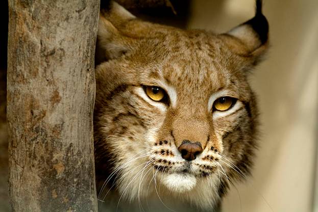 Día Mundial de la Vida Silvestre