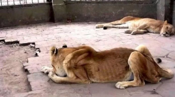 Argentina. 2 tigres y 3 leones serán trasladados del ex zoo de Santiago del Estero a EE.UU.