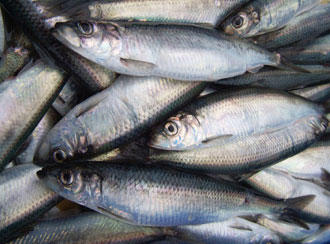 Europa y las Islas Feroe resuelven su disputa sobre el arenque