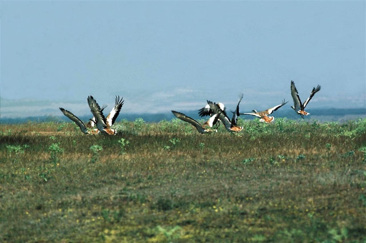 Andalucía acoge a casi 500 avutardas