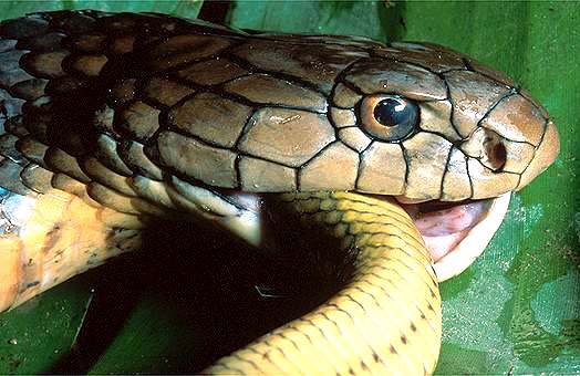 Primeras crías de cobra real en España