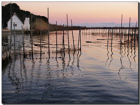 SEO/BirdLife áreas más amplias con buena calidad del agua en LAlbufera