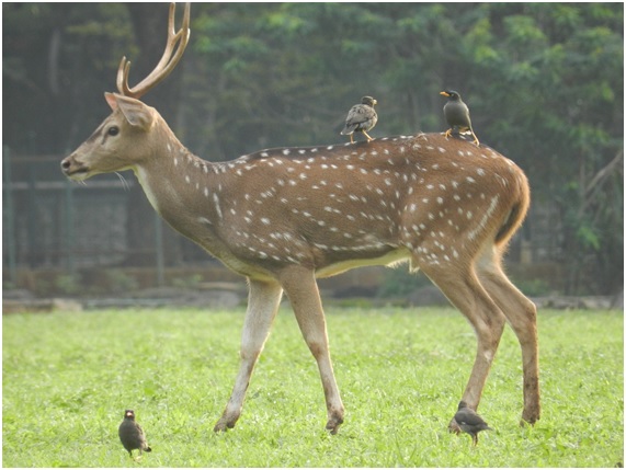 10 ejemplos increíbles de mutualismo animal