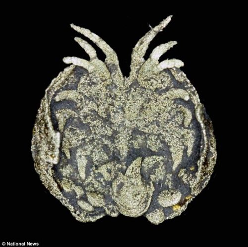 Los crustáceos como estrategia reproductiva ya cuidaban a sus crías hace 450 millones de años