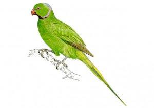 Primer censo nacional de cotorra de Kramer