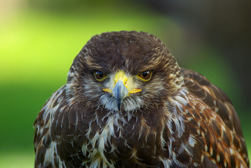 Siete rapaces migratorias recuperadas en el Centro de AMUS serán liberadas este viernes en La Albuera (Badajoz)