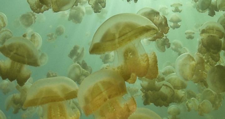 Primera base de datos planetaria sobre las medusas