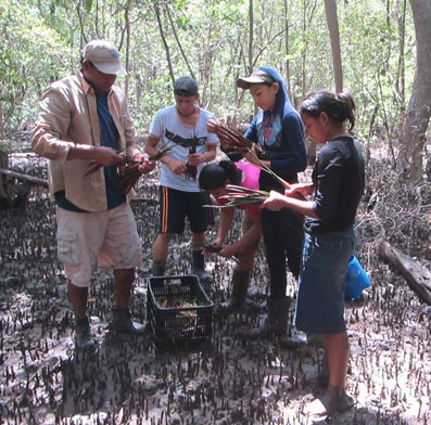 La Bahía de la Unión quiere recuperar el 100% del Bosque Manglar