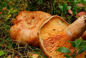 Primera valoración del Plan Piloto para regular la recolección de setas en Poblet