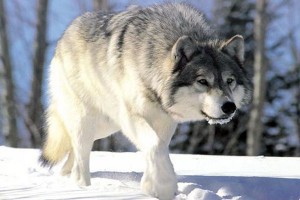 El Lobo gris en la lista de especies en peligro en Estados Unidos
