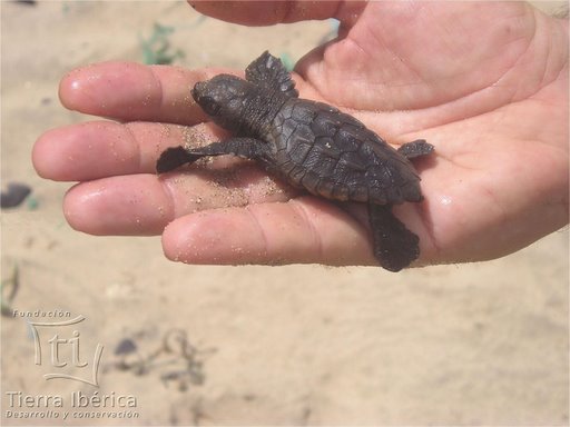 Becas de Voluntariado Ambiental 2013