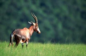 Terra Natura Murcia reproducirá damaliscos incorporando una hembra