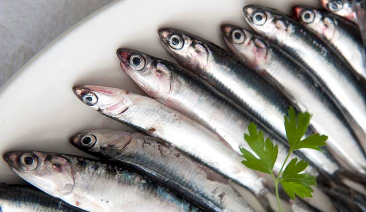 Europa propone un aumento del 18% en la cuota de anchoa en el Golfo de Vizcaya