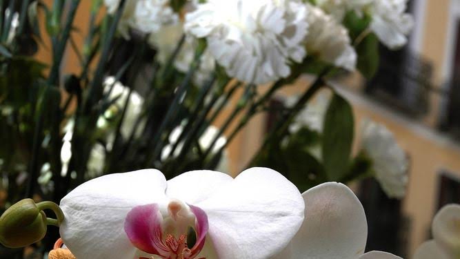 Carmena estudia un concurso de balcones para la próxima primavera y kits de jardinería para naturalizar Madrid