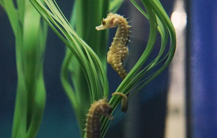 Primer nacimiento de ‘caballitos de mar’ hocico largo en l’Oceanografic