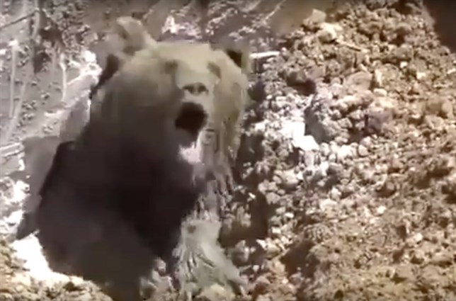 Un pobre oso queda atrapado en una fosa séptica (Ver VIDEO)