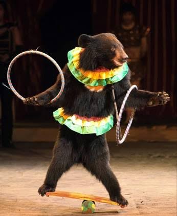 EQUO Asturies está en contra de los Circos con animales