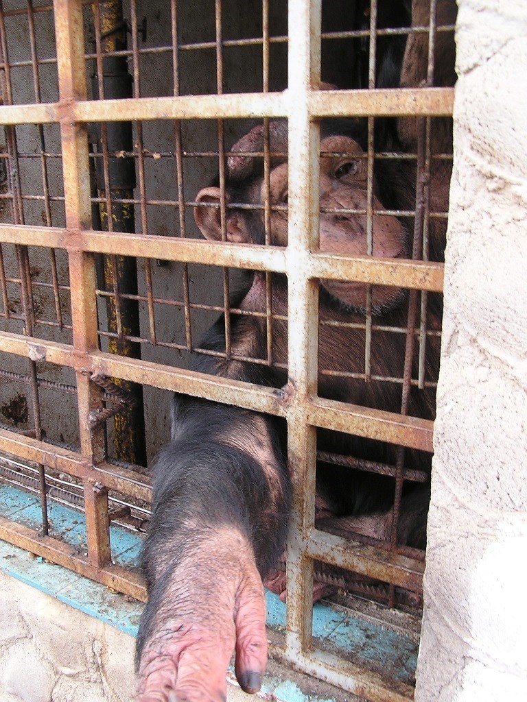 España importó 2.500 primates con fines biomédicos en 2016