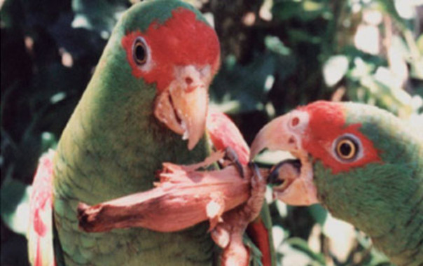 Te explicamos el porqué de la expansión de la araucaria brasileña