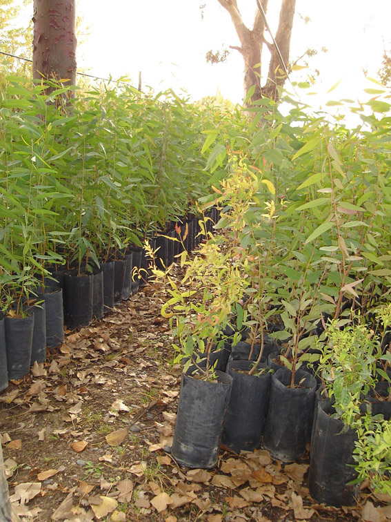 Nuevo vivero operará en Altos Mirandinos