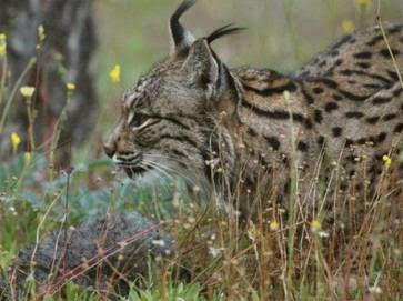 Muere un lince de 17 años