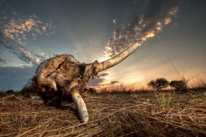 Cazadores furtivos emplean tácticas militares en masacre por marfil