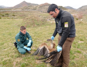 Envenenar fauna es un delito que se paga con la cárcel