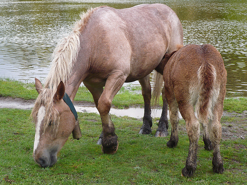 Los propietarios gallegos de animales en semilibertad tendrán la obligación de suscribir un seguro civil de daños frente a terceros