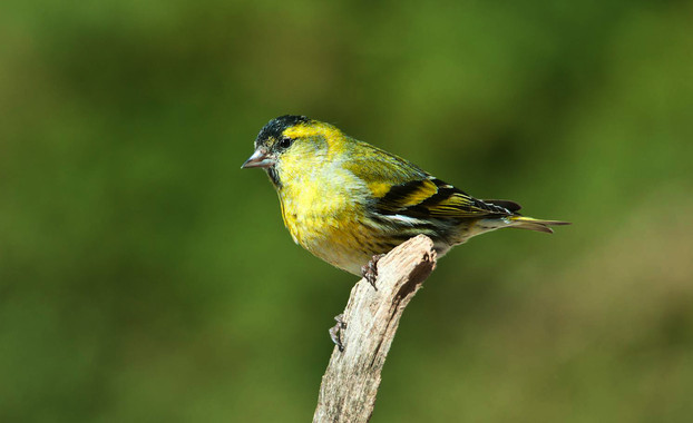 Conoce la estrategia del lúgano para evitar ser depredado