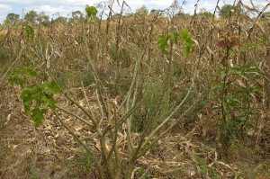 Cómo conectar REDD+ con los mercados mientras evitamos una crisis de acceso a la tierra