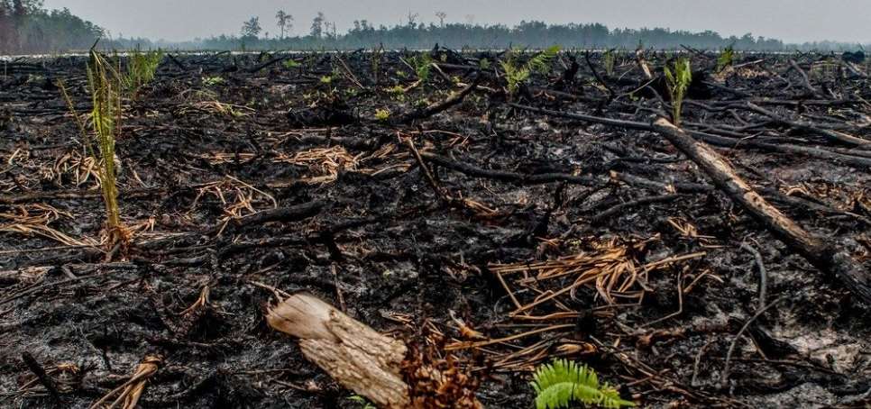 La industria del aceite de palma sigue siendo ‘tóxica’