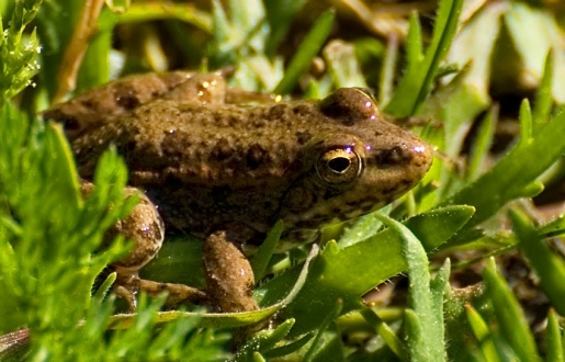 Comunidades pro-naturaleza vs. antiecologismo