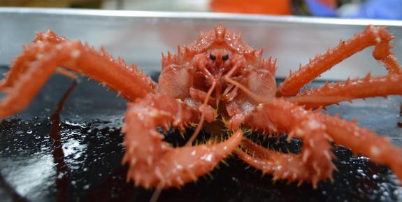 King Crabs Arrive in Antarctic
