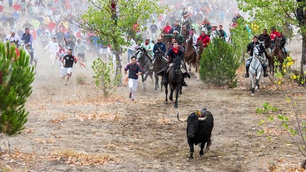La Fundación del Toro de Lidia ‘triste’ porque no podrán torturar más al Toro de la Vega