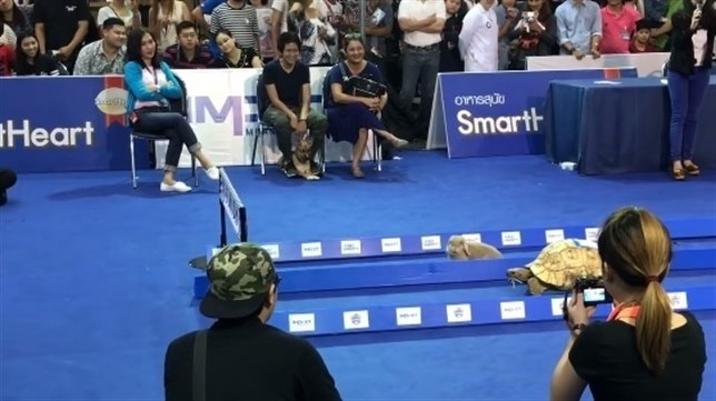 Carrera entre una liebre y una tortuga (ver VIDEO)