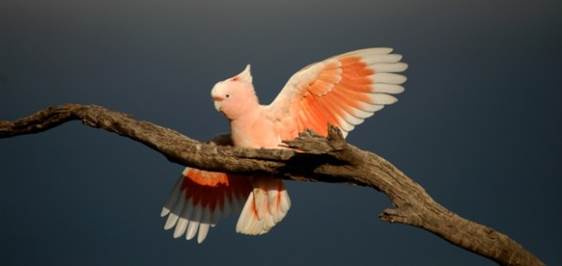 Loros en estado crítico de conservación