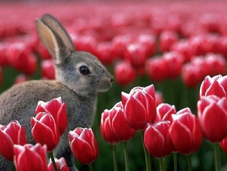 El cambio climático adelanta la primavera y provoca la floración fuera de temporada