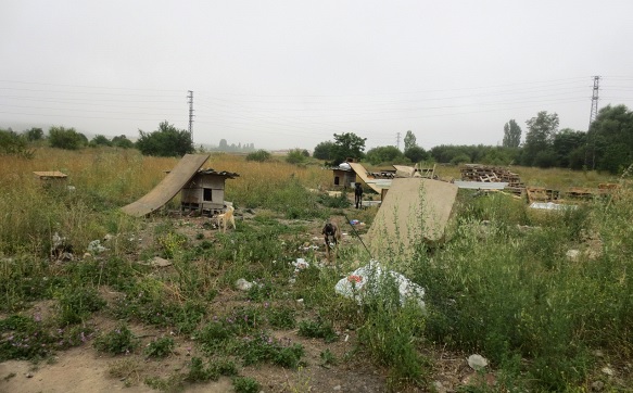 EQUO denuncia el regreso de una veintena de perros a las graveras de Lasarte