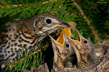 Las aves son capaces de oler la sustancia que producen sus crías ante un peligro