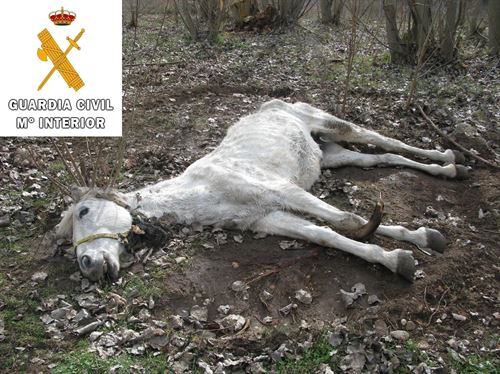 El SEPRONA halla una yegua muerta desnutrida en una explotación ilegal de équidos