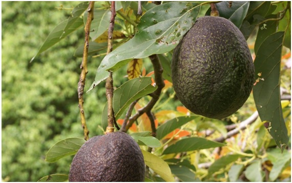 Aguacates versus deforestación ilegal