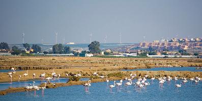 Junta confirma la reproducción de 48 especies de aves acuáticas en el Espacio Natural de Doñana durante 2011
