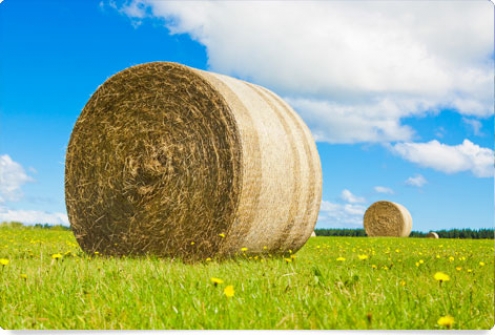 Curso E-Learning de Energía de la Biomasa