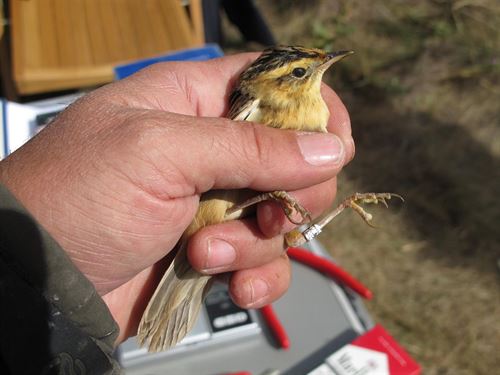 El carricerín cejudo anida de nuevo en la laguna de Gallocanta